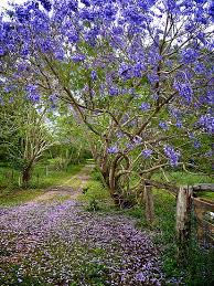 Tesis, mar caddesi'ne 1,5 km, funchal katedrali'ne ise 2,1 km uzaklıktadır. Jacaranda Lane By Renee Hubbard Fine Art Photography Beautiful Gardens Jacaranda Tree Beautiful Nature