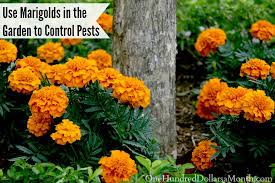 Maybe you would like to learn more about one of these? Using Marigolds In The Garden To Control Pests One Hundred Dollars A Month