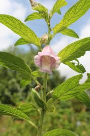 Image result for Sesamum radiatum