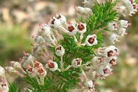 Image result for Erica arborea