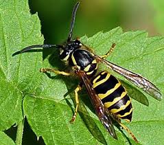 Fuzzy, golden teddy bears are gentle giants of the bee world. Insects That Look Like Bees Gardening In Michigan