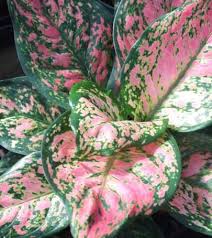 The most common red siam plant material is glass. Who Knew That January 10 Is Houseplant Appreciation Day I Certainly Didn T Until I Came Across It In An Obscure Reference Plants Indoor Plants Foliage Plants