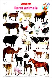 Farm Animals Pictures With Names Wallpapers Warrior