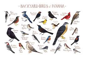 Amazon Com Backyard Birds Of Indiana Field Guide Art Print