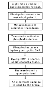 Vision And Light Induced Molecular Changes