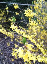 Fast Growing Forsythia Bushes Bring Summer Color To The Garden Forsythia Bush Forsythia Garden