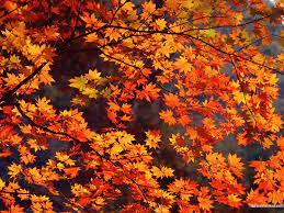 26 Autumn Leaves Aesthetic Wallpaper Basty Wallpaper Find the best fall leaves wallpaper hd on getwallpapers. 26 autumn leaves aesthetic wallpaper