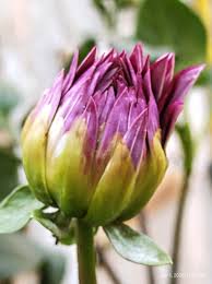 Image result for Dissotis peregrina