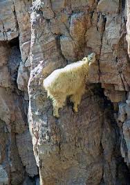 Cliff Climbing Goats Mountain Goat Mountain Goats Climbing Animals Wild