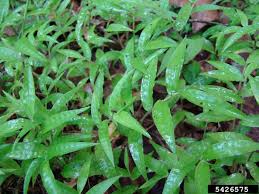 Image result for Oplismenus hirtellus