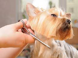 Combien coûte un chien chez un éleveur ? Toilettage Chien Santevet
