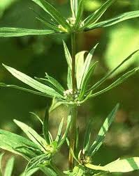 Image result for Spermacoce latituba