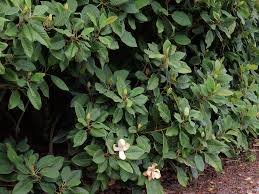 Image result for Magnolia delavayi