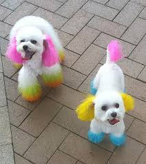 Beach dog dress in pink color perfects for this upcoming summer. Hong Kong Fad Of Dyeing Dogs Fur Could Prove Fatal Animal Welfare Experts South China Morning Post