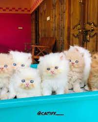 The numbers of pet owners keep going higher and higher and even as we speak, someone could be adopting a pet right now. Cat Sales Kozhikode Home Facebook