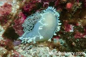 Image result for Tritonia moggii