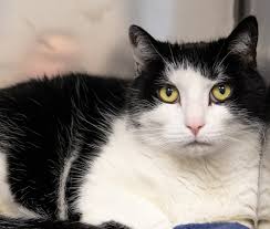 Spaying and neutering helps prevent diseases in your pet, including certain types of cancers. Transportation To Low Cost Cat Spay Neuter Clinic Oct 19 The Mountain Times
