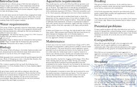 24 Bettas Gouramis Paradise Fish Care Sheet Bettas And