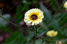 Image result for Tolpis