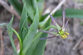 Image result for Ornithoglossum viride