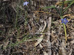 Image result for Wahlenbergia wittei