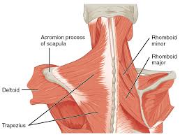 The back contains the spinal cord and spinal column, as well as three different muscle groups. How To Fix Rhomboid Pain ð—£ ð—¥ð—²ð—µð—®ð—¯