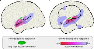The primary somatosensory cortex, also referred to as s1, is found in a ridge of the cerebral cortex known as the postcentral gyrus. Frontiers Hierarchical Processing For Speech In Human Auditory Cortex And Beyond Human Neuroscience