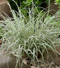 Image result for Schizachyrium claudopus