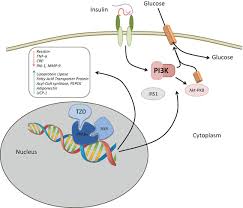 Gliclazide undergoes extensive metabolism to several inactive metabolites in human beings, mainly methylhydroxygliclazide and carboxygliclazide. Treatment With Oral Drugs Springerlink