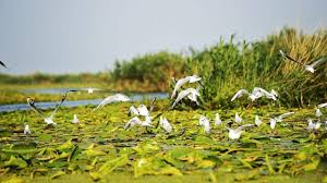 Si este atat de diferita, cu fiecare anotimp care trece peste ea, incat o zona pe care o vezi vara iti va parea total schimbata primavara sau spre sfarsitul toamnei. Chef De Duca O Zi In Delta Dunarii Cu Vaporasul