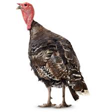 For the bird, see turkey (bird). Turkey Bird Facts Domestic Turkey Facts Dk Find Out