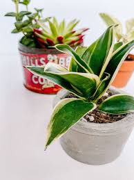 We offer both outdoor and indoor types, making sure that your home looks great. How To Make A Concrete Planter The Green Mad House