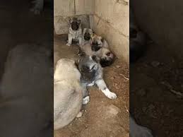 2019 Satilik Kangal Dirilis Kangal 0554 745 52 53 Animals Dogs