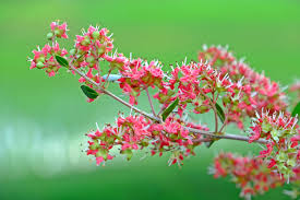 Image result for Lawsonia inermis