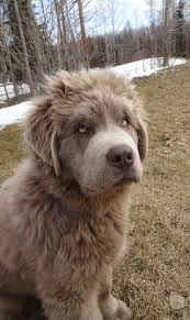 Big Fluffy Black And Brown Dog Breeds Pin By Lauren Anderson On Puppy Dog Family Dogs Breeds Dog Breeds Massive Dog Breeds