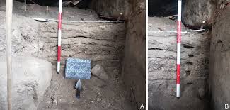 Image result for Harpachne schimperi