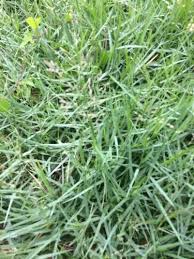 Image result for Panicum repentellum