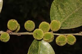 Image result for Chaetocarpus
