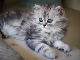 San pasqual st near rosemead. Silver Tabby British Longhairs Home Facebook
