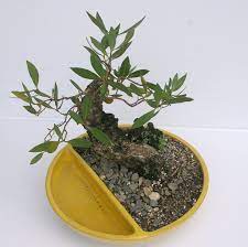Self Watering Pot Natalia Ortegea Gamaz Dominican Republic Self Watering Pots Self Watering Urban Garden