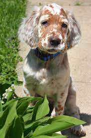 Addison The English Setter English Setter Puppies Setter Puppies English Setter Dogs