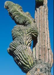 Some have arms that end up flipping down and pointing towards the ground, giving them an almost comical look. A Heavily Crested Arm Of Pachycereus Pringlei Near The Small Town Of Catavina Baja California Mexico 1976 Cacti And Succulents Cactus Trees To Plant