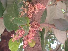 Image result for Heritiera