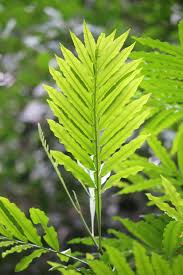 Image result for Filicium decipiens