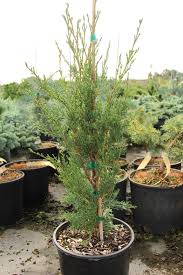 Image result for Cupressus macrocarpa