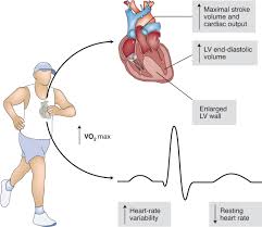 Ricardo salgado aranda unidad de electrofisiología y arritmias en hospital universitario de burgos. Exercise And Cardiac Health Physiological And Molecular Insights Nature Metabolism