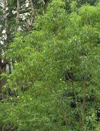 Image result for Heteropyxis natalensis