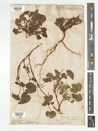 Image result for Pelargonium grossularioides
