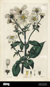 Image result for Bidens pilosa