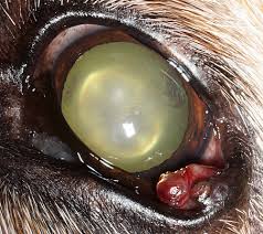 How do they remove an eye cyst? Canine Eyelid Masses Acvo Public